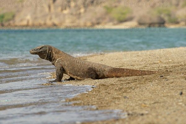Komodo Dragon (Varanus komodoensis)