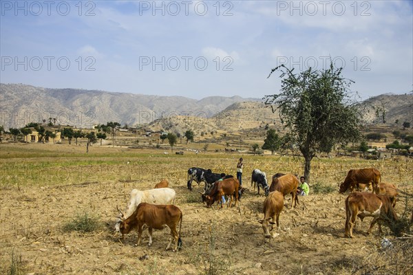Cows grazing