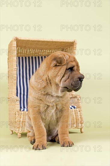 Shar Pei puppy