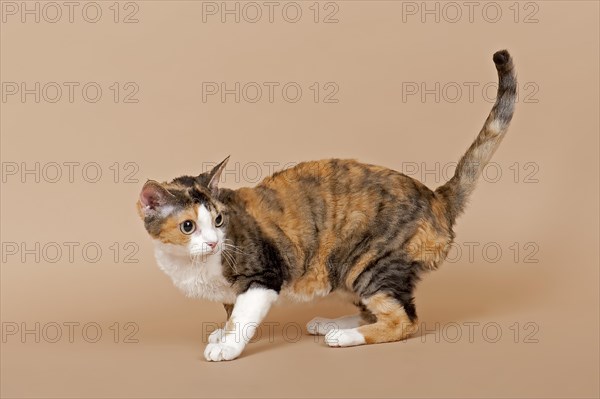Devon Rex cat