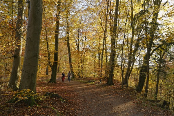 Forest track