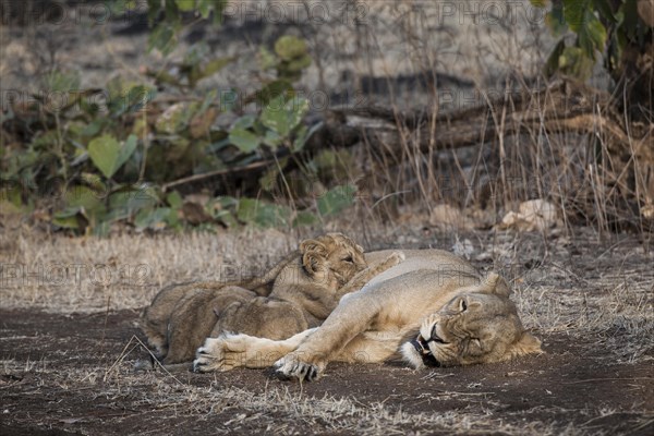 Asiatic lion (Panthera leo persica)