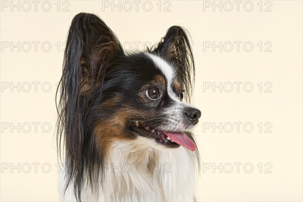 Papillon