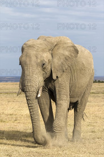 African Elephant (Loxodonta africana) adult