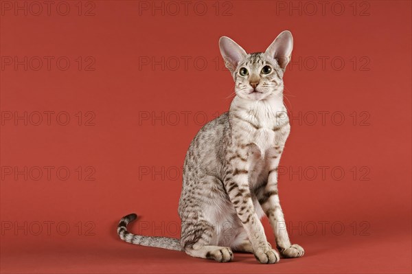 Oriental Shorthair cat