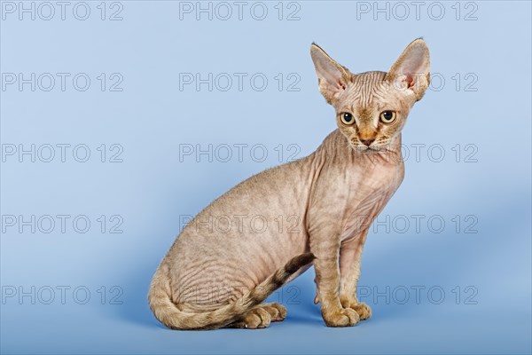 Devon Rex cat