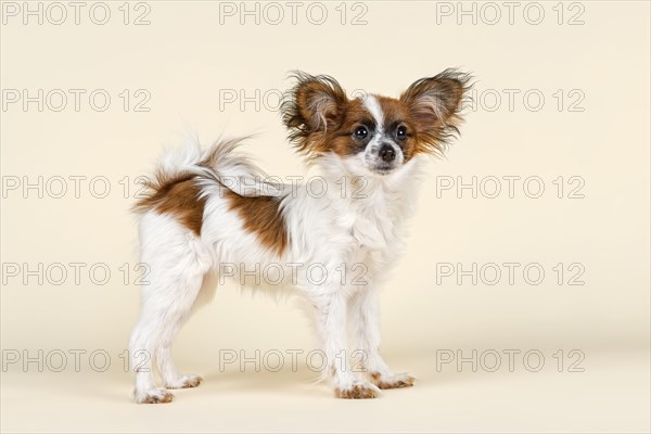 Papillon puppy