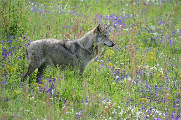 Appeninian Wolf (Canis lupus) on a spring meadow with Etruscan Violets (Viola etrusca)