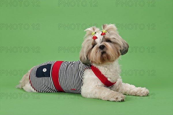 Shih Tzu dog