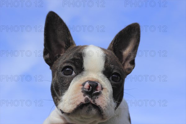 Boston Terrier bitch