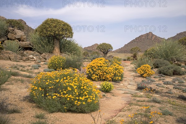 Spring in Goegap nature reserve with Skaapbos bushes (tripteris oppositifolia)