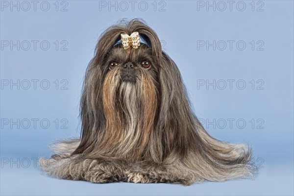 Shih Tzu