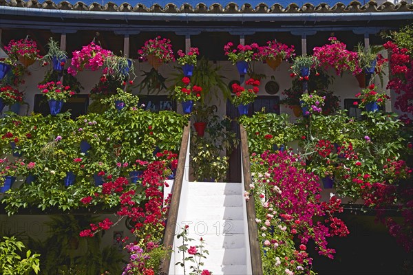 Flower-bedecked inner courtyard during the Fiesta de los Patios