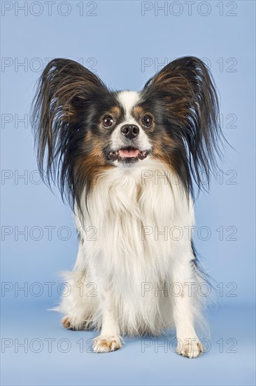 Papillon