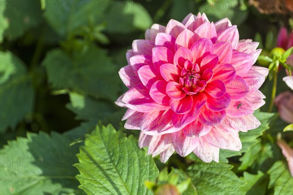 The blossom of a Dahlia 'Berliner Kleene'
