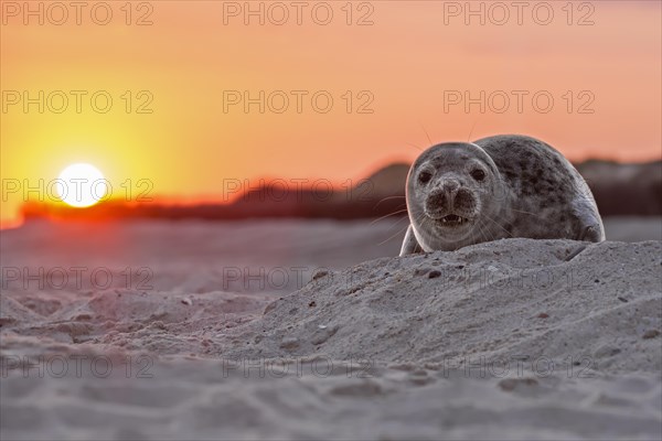 Seal (Phoca vitulina)