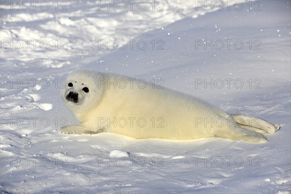 Harp Seal or Saddleback Seal (Pagophilus groenlandicus