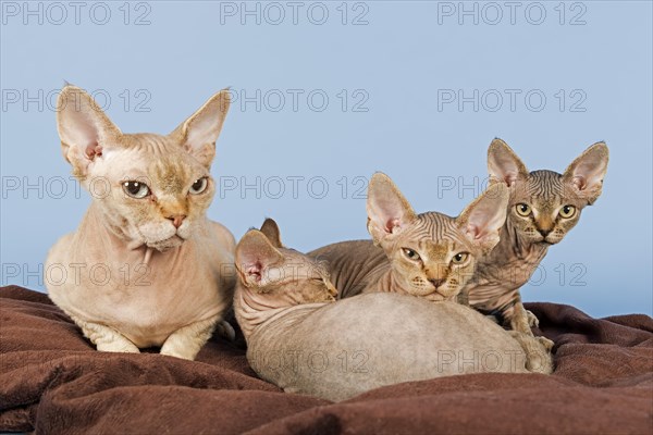 Devon Rex cat with three kittens