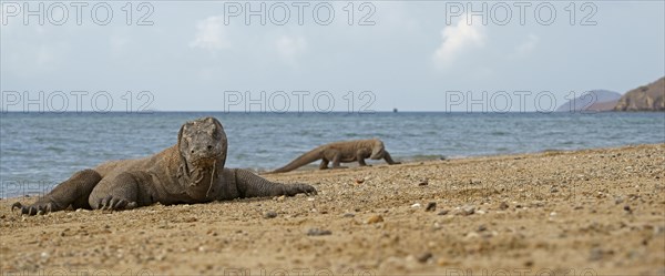 Komodo Dragons (Varanus komodoensis)