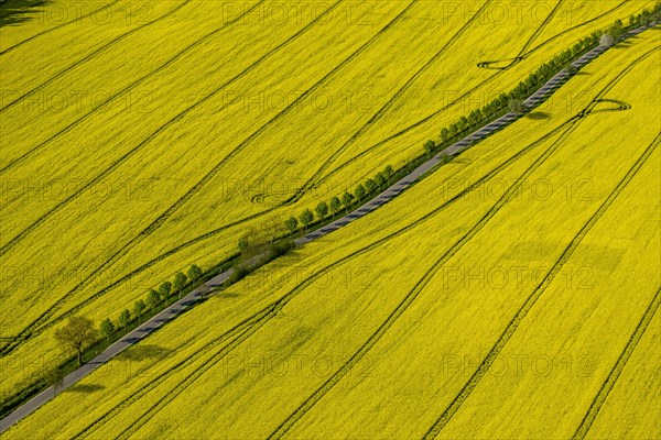 Blooming rapeseed fields avenue