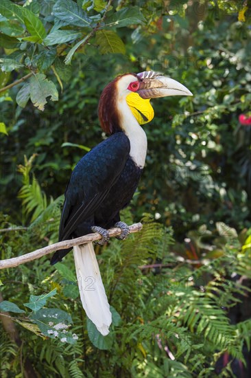 Wreathed Hornbill or Bar-pouched Wreathed Hornbill (Rhyticeros undulatus)