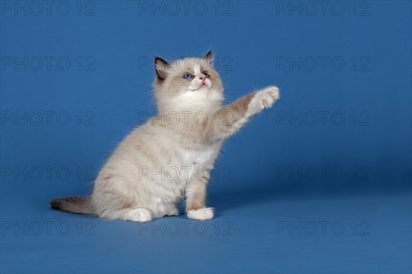 Ragdoll cat