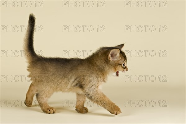 Somali kitten