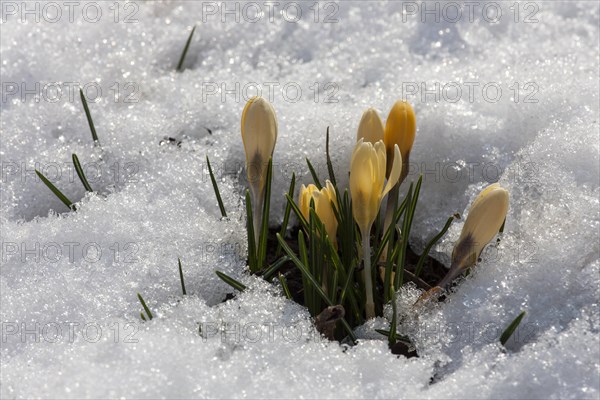 Yellow Crocuses (Crocus sp.) in snow
