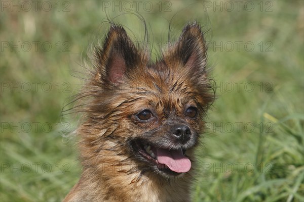 Chihuahua-Pomeranian mixed breed