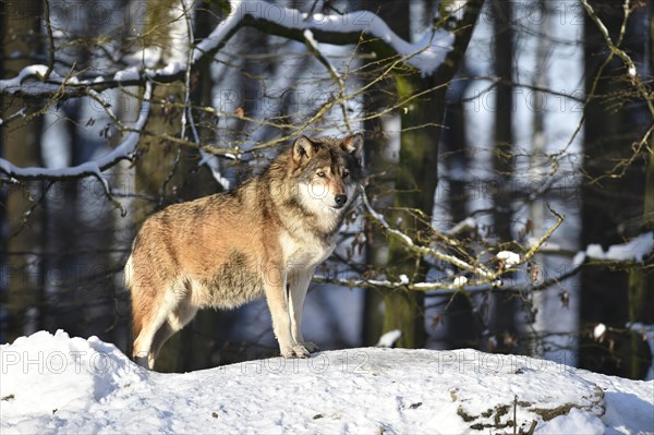 Male leader of the pack