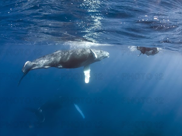 Humpback Whale (Megaptera novaeangliae)