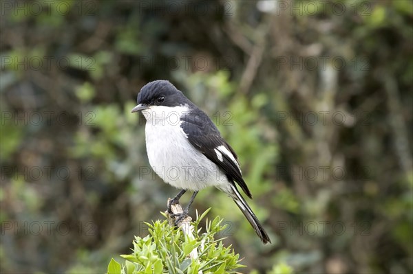 Southern fiscal (Lanius collaris)