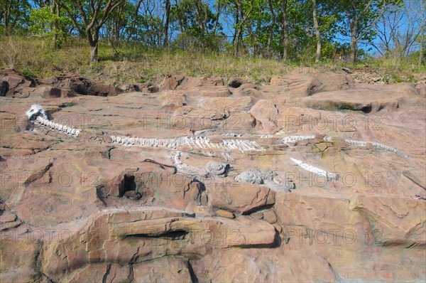 Skeleton