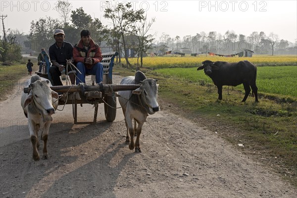 Nepalese men drive their bullock carts on a country road