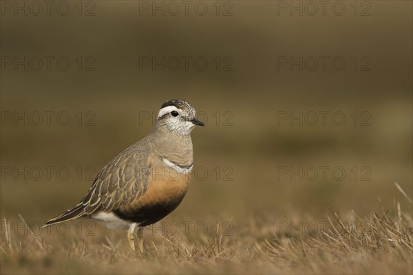 Dotterel (Charadrius morinellus)
