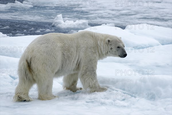 Polar bear (Ursus maritimus) stands on ice floe