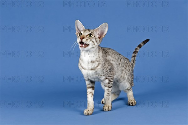 Pedigree cat