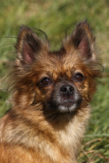 Chihuahua-Pomeranian mixed breed