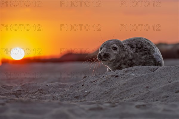 Seal (Phoca vitulina)