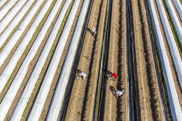 Asparagus harvest