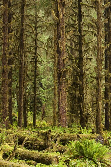 Hoh Rainforest