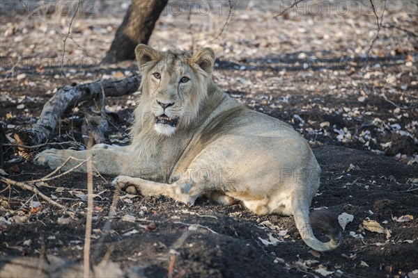 Asiatic lion (Panthera leo persica)