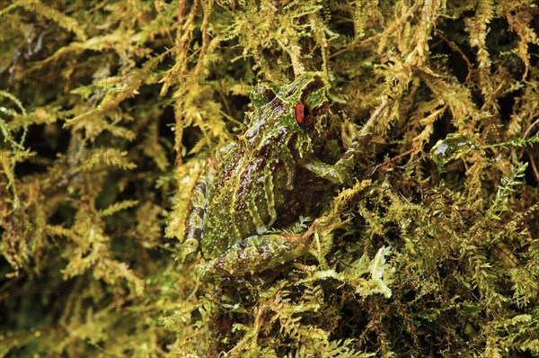 Neotropical frog (Pristimantis eriphus)