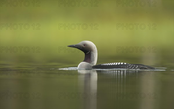 Black-throated Diver (Gavia arctica)