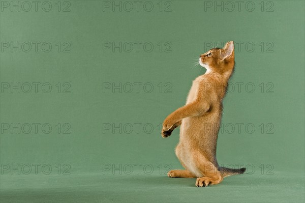 Abyssinian kitten