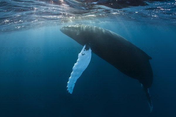 Humpback Whale (Megaptera novaeangliae)