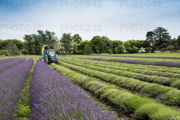 Lavender harvest