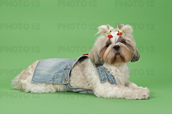 Shih Tzu dog