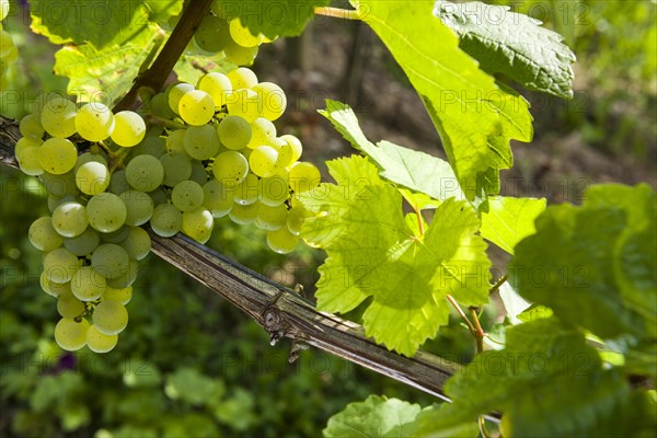 Silvaner grapes growing in the vineyard