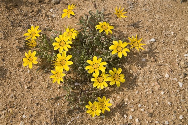 Gazania lichtensteinii